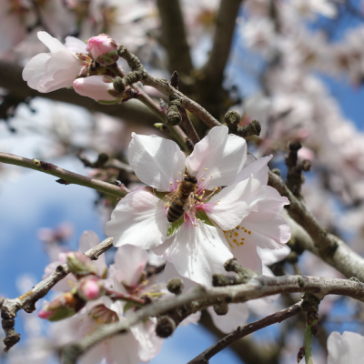 Branches of Agroecology