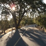 American River Parkway morning photo by Robert Course-Baker