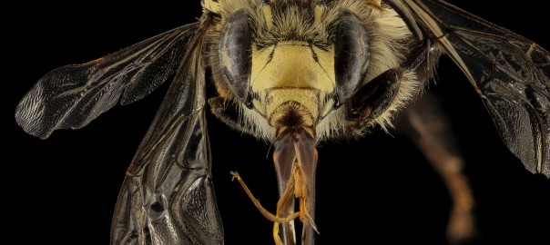 A male digger bee (Anthophora abrupta) sticks out its tongue. Credit, Sam Droege, USGS Bee Inventory and Monitoring Program.