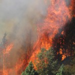 . The Rim Fire blazes in tree crowns of the Stanislaus National Forest, California, in late August, 2013.  Photo by Mike McMillan, USFS.