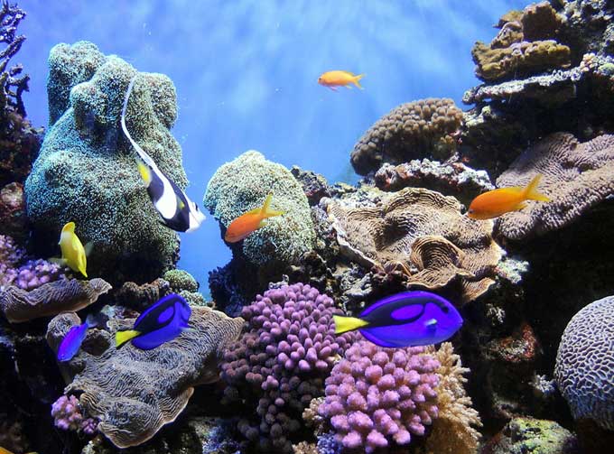 An underwater landscape of coral.