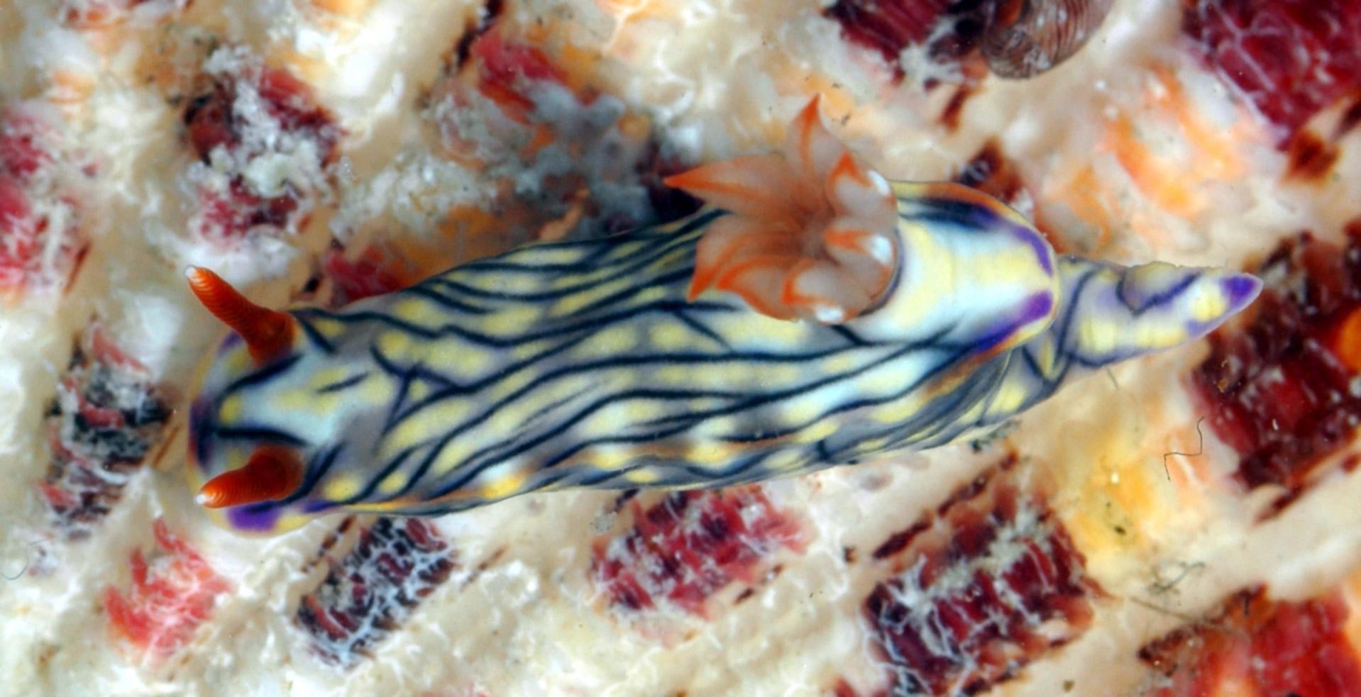 Rebecca Johnson_nudibranch