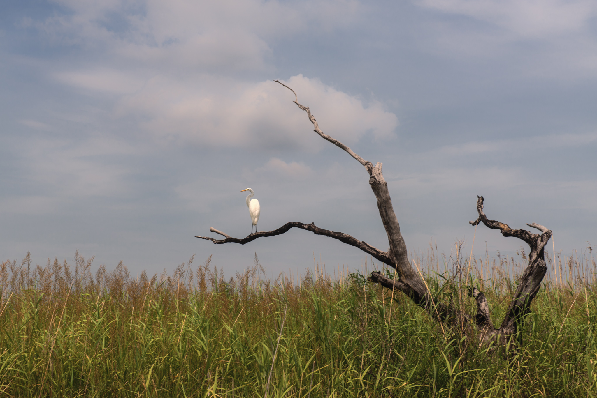 Settling to roost