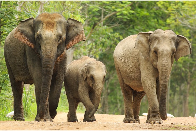 Three elephants walking across a sandy road, with forest in the background. On the left is the biggest elephant, and to her right is a baby. The third elephant is on the baby elephant's right side. All three are looking at the photographer.