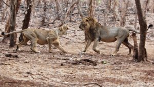 Two lions who look like they're arguing. The female, on the left, is slightly crouched and snarling at the male, on the right. They are in a clearing in a forest, with trunks around them.