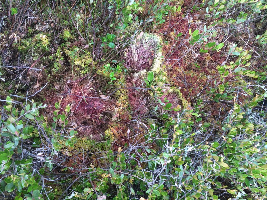 Red sphagnum moss in an open space among a green shrubby canopy of leaves