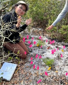 Left Image Title: Demography Study of Dicerandra thinicola, also known as Titusville mint The image shows sandy ground with fallen leaves on the left. I am kneeling on the fallen leaves with hands slightly outstretched while also making a funny face and tilting my head to the right. To my right are 30-40 pink flags, each one marking a new Dicerandra sprout.