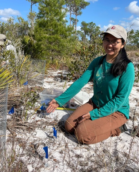 Image Title: Demography of Crotalaria avonensis, also known as Avon Park Harebells The image also shows me in a turquoise long-sleeve shirt and long brown pants. I’m sitting on mostly bare white sand, gesturing to blue flags to my left. Each flag marks an individual Crotalaria plant. I’m smiling while sitting on mostly bare sand that is dotted with some short plants. The background shows a few taller pine trees against a blue sky.