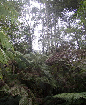 Native Tress