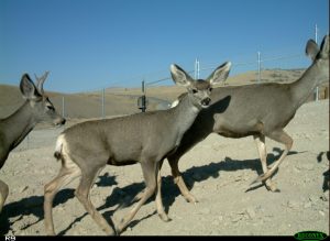 Mule deer approach an overpass at 10 Mile Summit on U.S. Highway 93 in Nevada. Fences line the highway to discourage deer from attempting to cross through traffic. Credit: Nova Simpson, the University of Nevada, Reno.