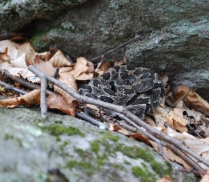 Timber Rattler Kabay