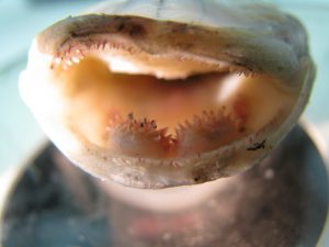 cannibal morph vomerine teeth by Keith McLean