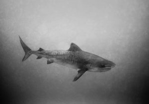 A tiger shark (Galeocerdo cuvier) photographed by Wayne Levin in Hawaiian waters.