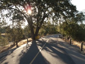 American River Parkway morning Photo by Robert Course_Baker