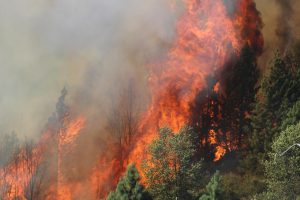 Rim Fire, California 2013. Mike McMillan, USFS.