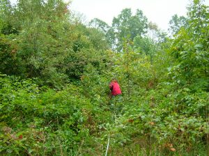 A member of the research team plunges into a stand of young trees, heading for a study plot in a central Pennsylvania forest recovering from recent clear-cutting. Credit, David Lewis.