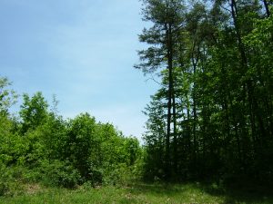 The tall, mature trees of a late-succession forest (right) stand next to young trees, seeded after a clear-cut. The deeper volume of organic matter on the floor of a mature forest can capture more of the nutrient nitrogen when it enters the forest than the clear-cut can. Credit, David Lewis.