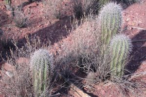 Small saguaro nestle amongst creosote bushes (Larrea tridentata) at Saguaro National Park West near Tucson, Arizona. Saguaro need the shade provided by "nurse" plants to survive the heat of summer during the vulnerable first few years of their lives. Credit, Taly Drezner.