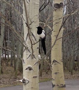 Black-billed magpie (Pica hudsonia) , Jacksson Hole, Wyoming. Credit, Rhea Esposito.