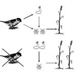 Figure 1 The agricultural food web of our experiment. Arrows indicate the direction from the consumer to the prey. Dashed arrows indicate weak effects, full lines and doubled organisms indicate strong effects. For further explanations see text. 