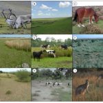 Figure 1: Grasslands from nine geographically separated regions showing spatial mosaics of lawn and tall plant communities co-occurring where large herbivores are present. (A) Tundra, Arctic (source: ehow.com); (B) Steppe, Mongolia (source: fao.org); (C) Temperate heathland, United Kingdom (source: geographic.org.uk); (D) Temperate salt marsh, North-west Europe (photo: Ruth Howison); (E) Temperate grassland, North-west Europe (photo: Han Olff); (F) Mixed Prairie, south central United States, Texas (source: fao.org); (G) Semi-tropical savanna, Southern Africa (photo: Ruth Howison); (H) Dryland, Sahel (photo: Johan van de Koppel); (I) Temperate savanna, South-east Australia (source: nationalgeographic.com). 