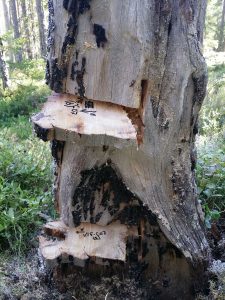 Climate, human activities, and increasing timber prices have affected the number and total area covered by forest fires in Trillemarka-Rollagsfjell Nature Reserve throughout history. This image shows a pine stump showing wounds after forest fires in 1590 and 1631 (lower slab), and in 1684 (upper slab). In total, the forest scientists collected 459 wooden samples like these, with all together 745 fire wounds spanning 254 different forest fires. Photo credit: Jørund Rolstad, NIBIO.