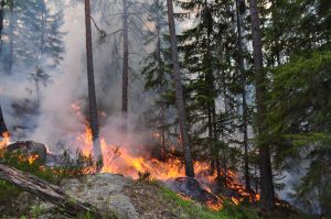 A forest fire opens up the tree canopy, lets light in, releases nutrients to the understory (to the vegetation on the ground), and strengthens the regrowth. Pieces of coal from the burnt wood changes soil structure, and charred tree trunks become habitats (living areas) of great importance for the biological diversity of the forest – both above and below ground. Many rare species, especially fungi and insects, depend on the variation forest fires create. This image is from a controlled forest fire in Årjäng, Sweden in 2012. Photo Credit: Ken Olaf Storaunet, NIBIO.