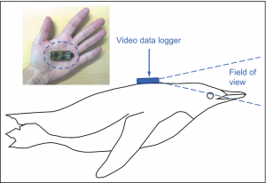 Illustration of one type of video data logger used in this study (Little Leonardo DVL200; 15 gr; dimensions: 20 mm × 10 mm × 52 mm; 2.5-hr recording capacity), and its position when attached onto the back of a penguin to monitor feeding events.