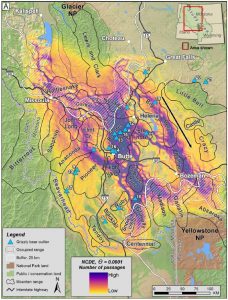 Potential paths for male grizzlies from the Northern Continental Divide Ecosystem to the Greater Yellowstone Ecosystem, generated by a randomized shortest path algorithm based on data from 124 GPS-collared males monitored from 2000 to 2015. Factors that may predict bear movements include vegetation type, density of houses, ruggedness of terrain, and distance to forest edges, roadways, and rivers.  Overlapping predictions from the algorithm (purple) indicate a convergence of pathes, often because path options are limited due to human influence on the landscape. A scattered proliferation of paths (yellow) through a region suggests that it offers more continuous grizzly habitat.  Blue triangles mark verified sightings of grizzlies outside their occupied ranges (Number 19 marks the bear documented in the Big Belts in the summer of 2017). From Figure 3 of the paper.