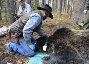 Global Positioning System tracking: Chad Dickinson, a biological science technician with the Interagency Grizzly Bear Study Team, fits a GPS collar on a male grizzly bear in Yellowstone National Park. The authors of the current study used GPS telemetry data from males like this one to predict the behavior and habitat selection of bears exploring landscapes outside the Greater Yellowstone Ecosystem, on journeys that could bring them into contact with breeding grizzly populations in the Northern Continental Divide Ecosystem, and vice versa. Credit: Frank van Manen.