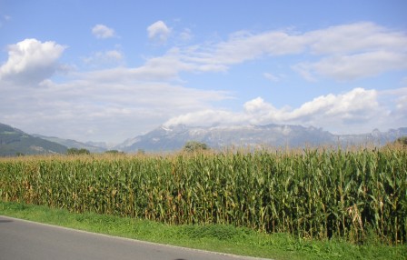 maize