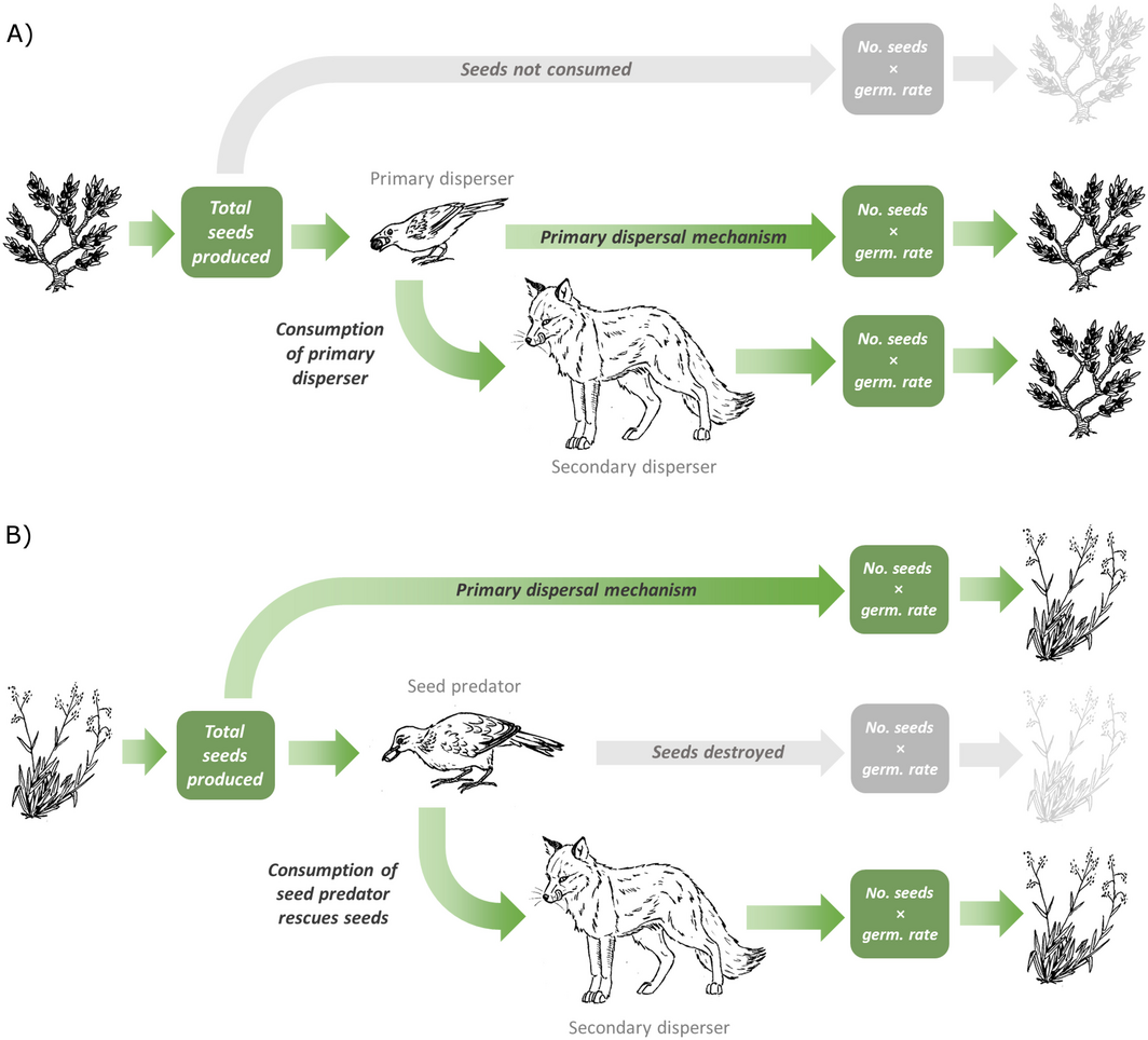 Possible seed fates in systems with diploendozoochory. from Hämäläinen et al. 2017 Ecosphere 8(2):e01685. Illustrations by Kate Broadley.