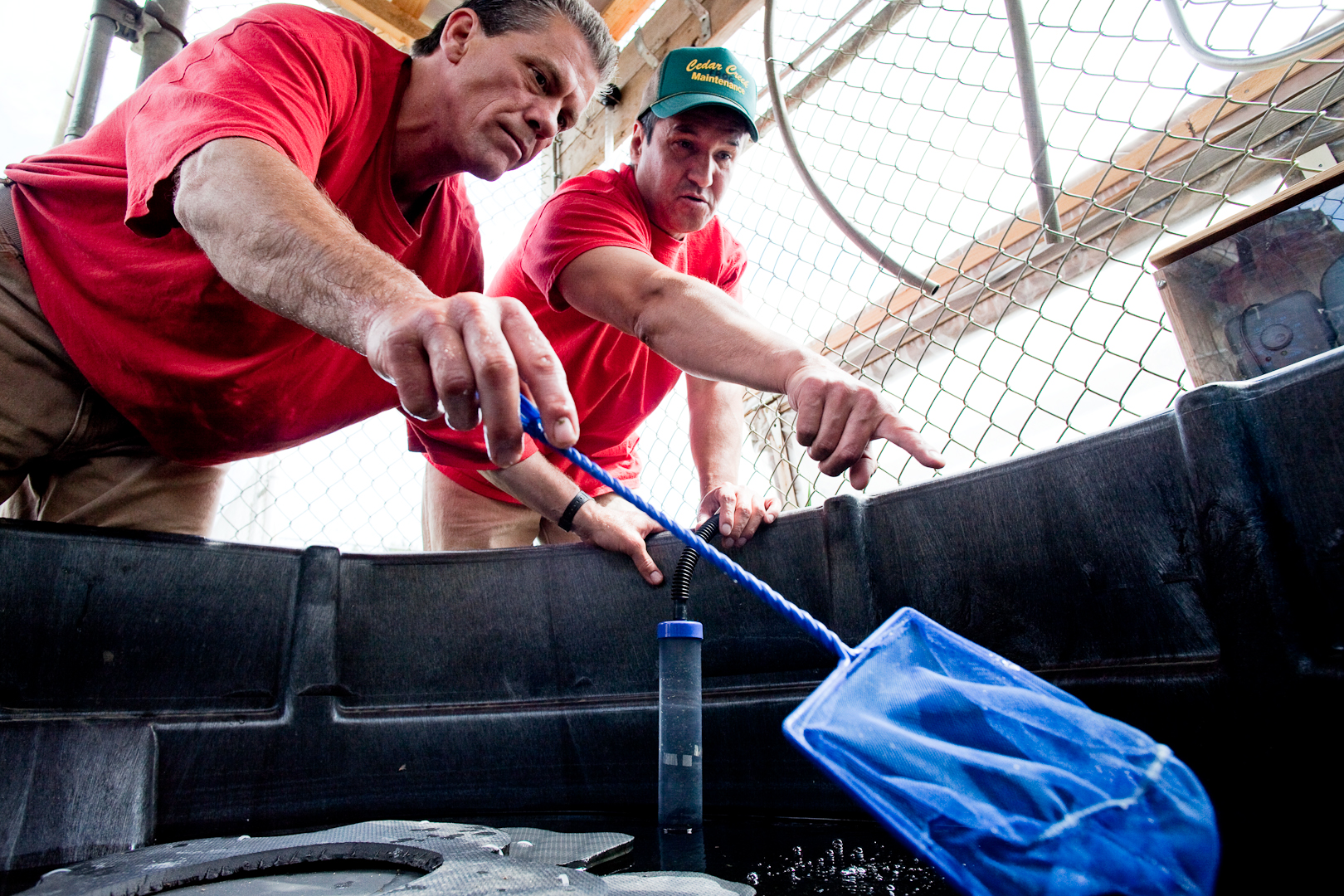 Cedar Creek Corrections Center, inmates learn to rear the state-listed Oregon Spotted Frog in collaboration with the Washington State Department of Fish and Wildlife. Credit, Sustainability in Prisons Project.