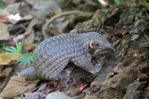 Malayan pangolin 