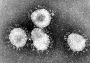 avian coronavirus