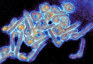 Marburg virus