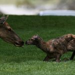 Twenty-five minute old elk calf in Mammoth Hot Springs. Jim Peaco; Yellowstone National Park. June 9, 2010; Catalog #18798d; Original #RD7Y0096.