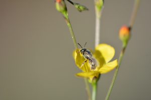 A sweat bee (Dialictus sp.) collects pollen from a sand flax flower (Linum arenicola), a rare perennial found only in Dade county and the Florida Keys. Credit Brittany Harris.