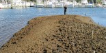 Salt marsh die-off by a Cape Cod marina