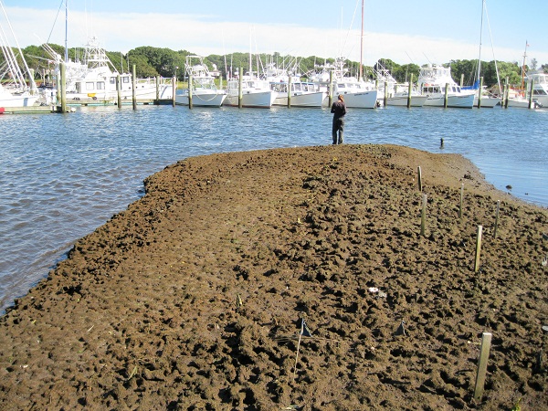 Salt marsh die-off by a Cape Cod marina