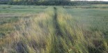 Healthy mosquito ditch, Cape Cod