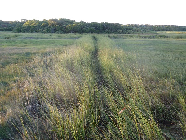 Healthy mosquito ditch, Cape Cod