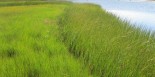 Healthy salt marsh, Cape Cod