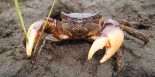 purple marsh crab cliping cordgrass