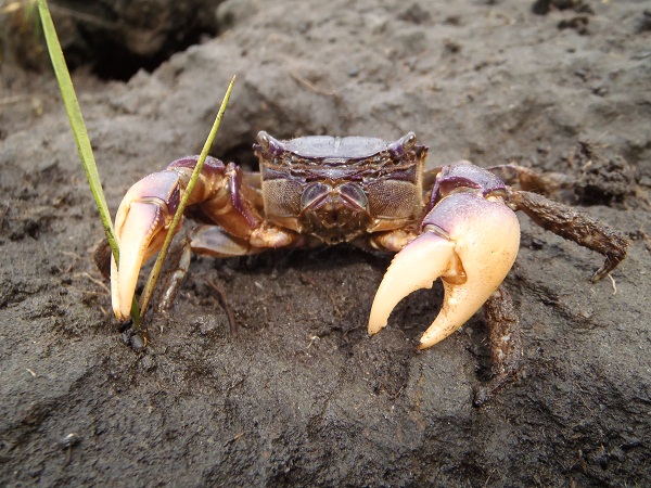 purple marsh crab cliping cordgrass