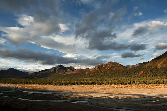 Broadleaf trees and tamarack burn gold with fall color against the ever-green of conifers on the Teklanika River in the northeast corner of Denali National Park & Preserve.