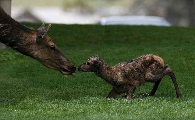 Twenty-five minute old elk calf in Mammoth Hot Springs. Jim Peaco; Yellowstone National Park. June 9, 2010; Catalog #18798d; Original #RD7Y0096.