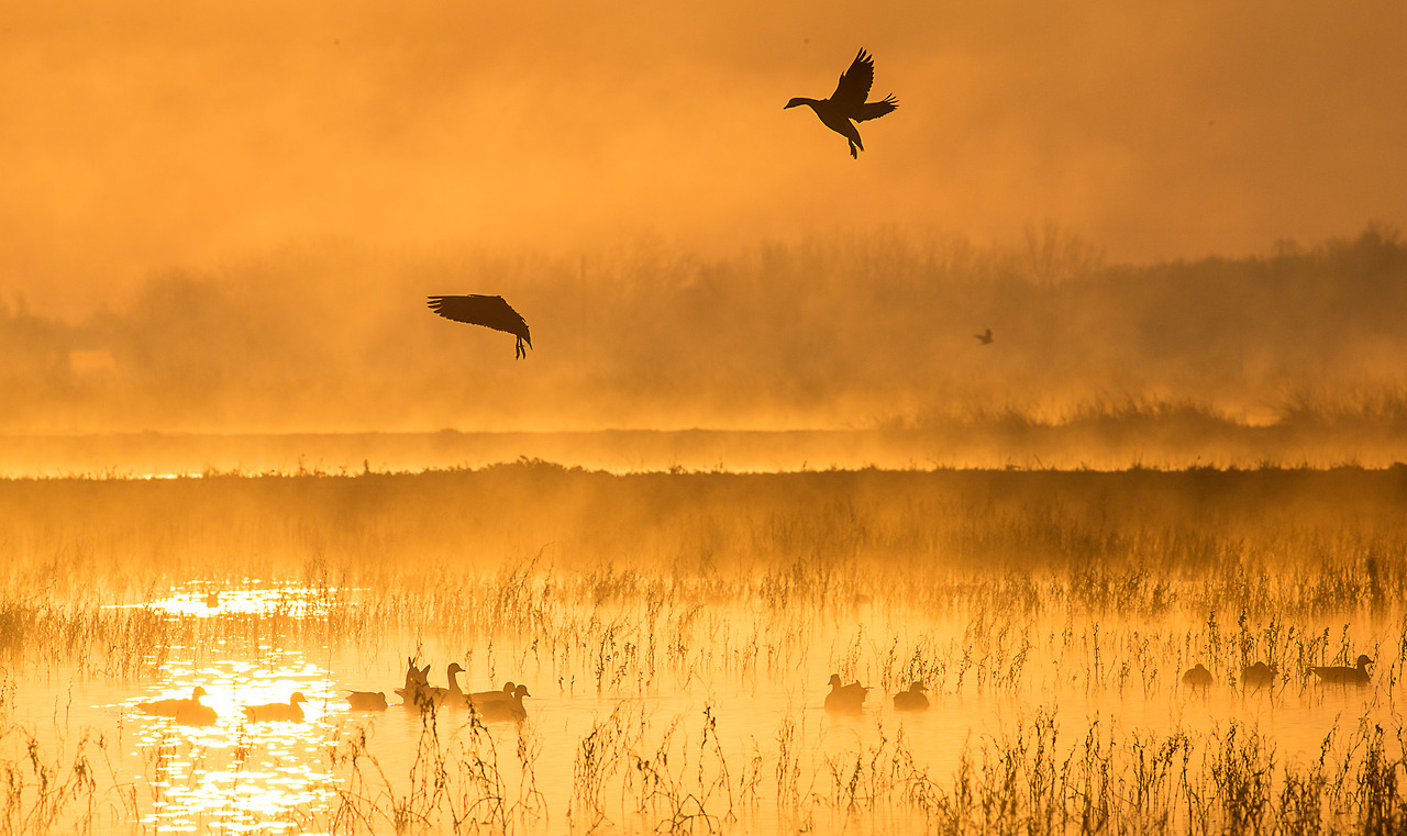 Just 25 miles south of Sacramento in California Central Valley, the Comsumnes River Preserve is a critical stop on the Pacific Flyway for migrating and wintering waterfowl. Credit, Bob Wick, Bureau of Land Management.