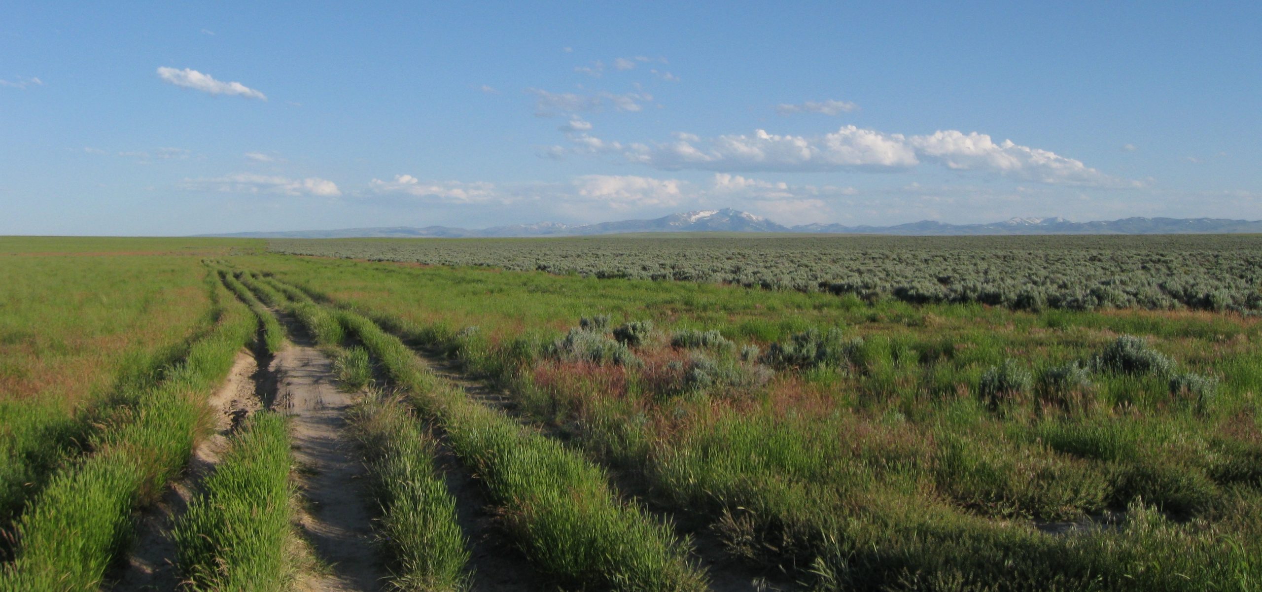 A sea of non-native crested wheatgrass (left) fills the path of the Poison Creek fire, which burned on the remote Owyhee High Plateau, tucked into the southwest corner of Idaho, in 1996. Nearly two decades later, an abrupt transition to healthy sagebrush marks the edge of the fire. The Jarbidge Mountains sit on the horizon. Credit, Robert Arkle, June 2011.