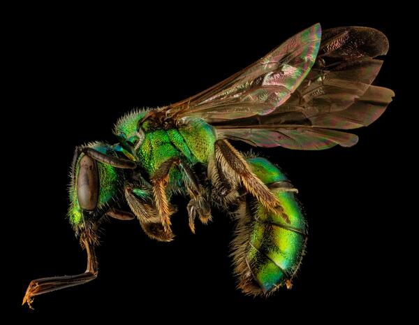 A lovely Augochlora pura extends part of its tongue. A. pura is a member of the relatively short-tongued Halictidae family, uprettily known as the sweat bees. The small, solitary bee is one of the most common bees of forests and forest edges in the eastern United States, and a promiscuous attendant to many flower species. Collected by Phillip Moore in Polk County, Tennessee. Photograph by Phillip Moore. Photo courtesy of the USGS Bee Inventory and Monitoring Lab.